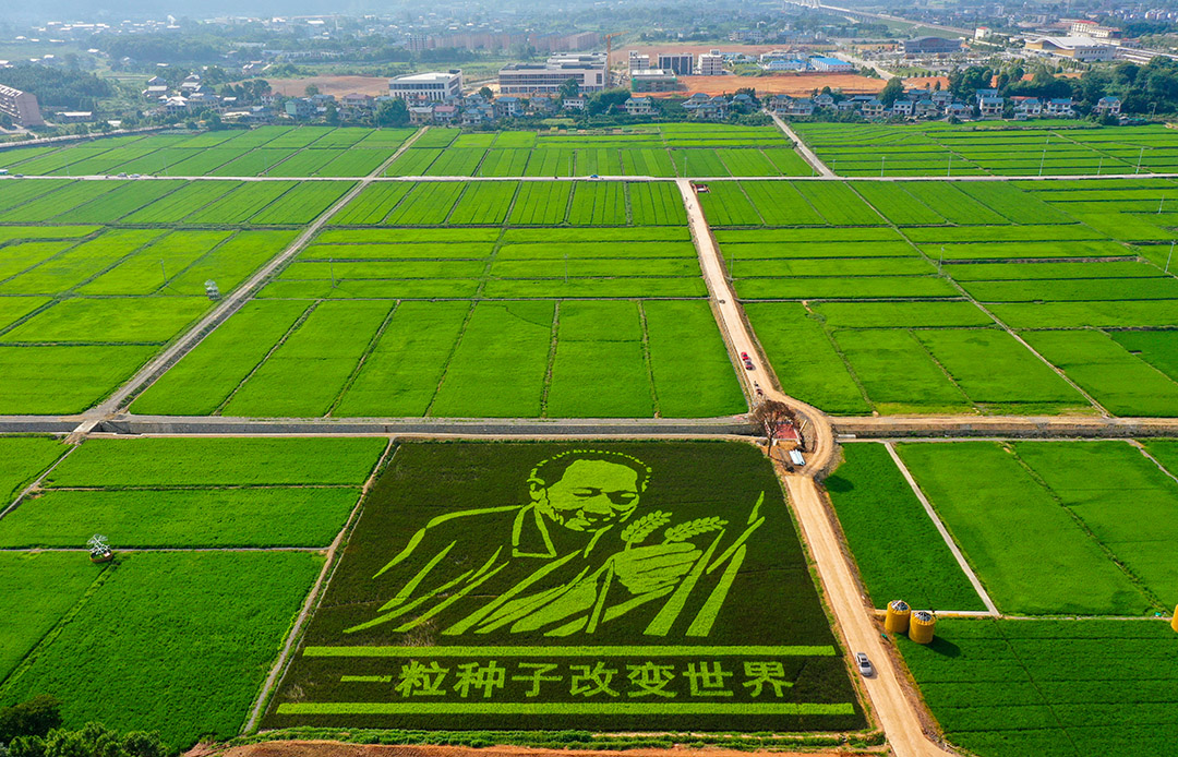 8月20日，在洪江市安江农耕文化旅游区千亩高标准农田示范基地.jpg